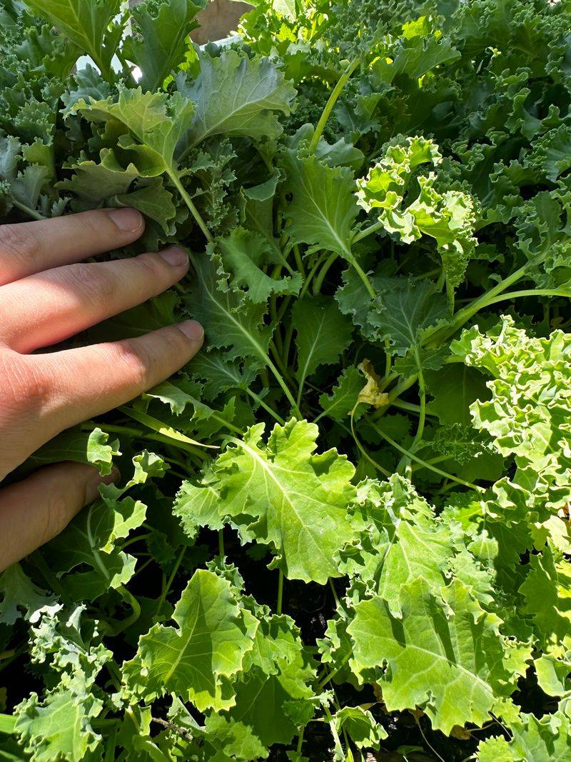 Kale Handles The Shift