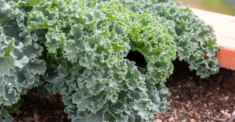 Kale Is The Fall Vegetable Michigan Gardeners Should Start In August
