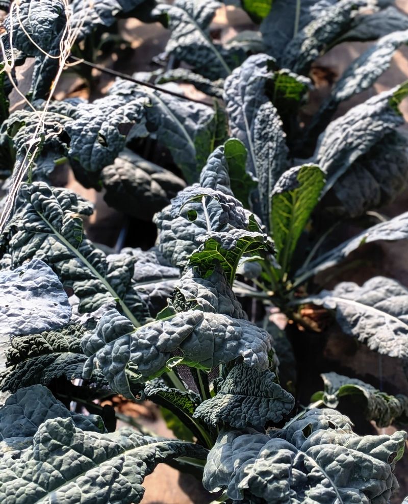 Kale Provides A Cool Season Option Kale Provides A Cool Season Option