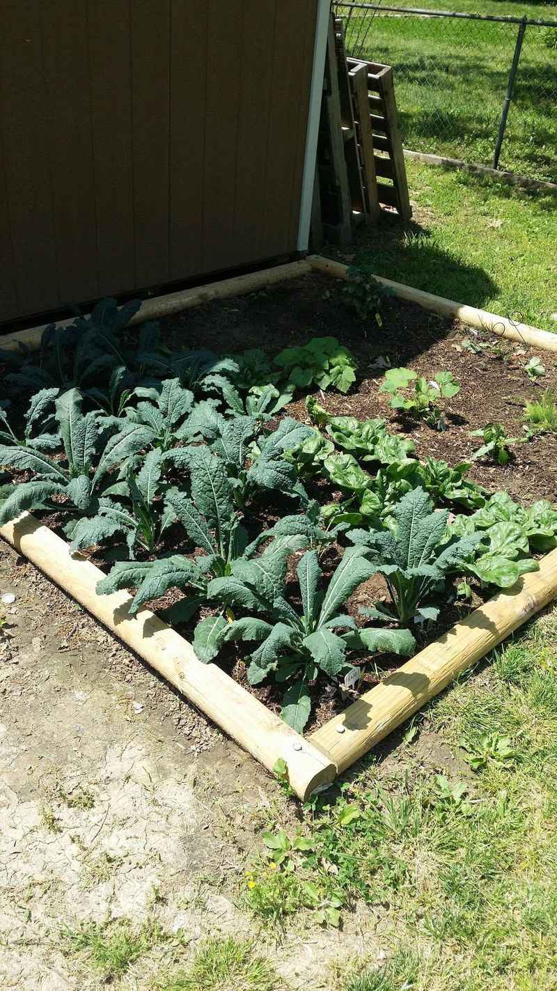 Kale Reaches Harvest Size Before Growth Slows Kale Reaches Harvest Size Before Growth Slows