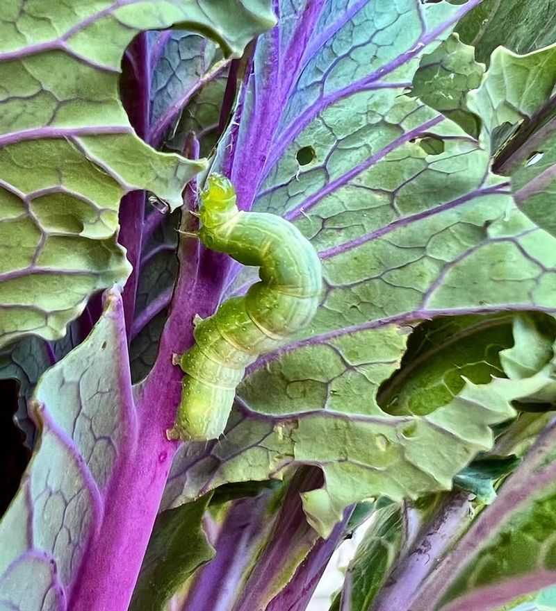 Kale Ruffles Can Hide Tiny Caterpillars Kale Ruffles Can Hide Tiny Caterpillars