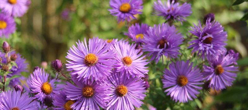 Keep Asters Blooming Until Frost Ends The Show Keep Asters Blooming Until Frost Ends The Show