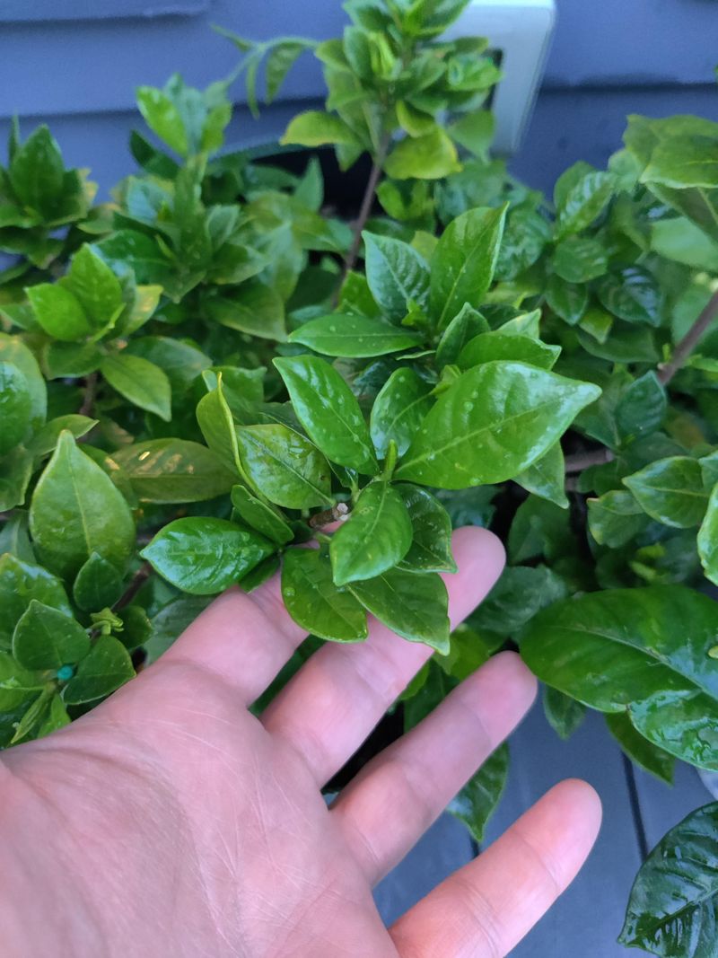Keep August Growth Healthy And Green