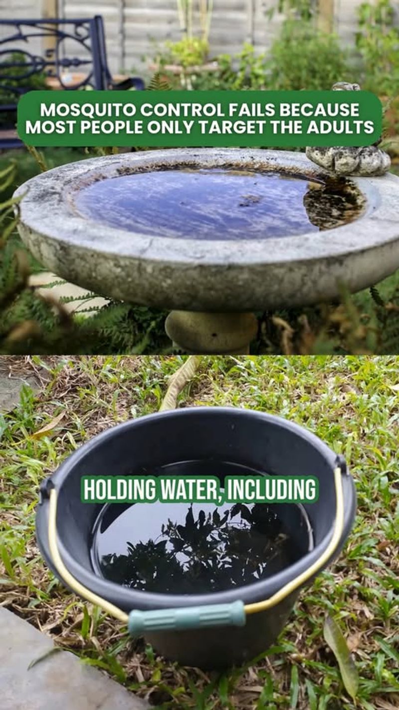 Keep Bat-Friendly Water From Becoming Mosquito Habitat Keep Bat-Friendly Water From Becoming Mosquito Habitat