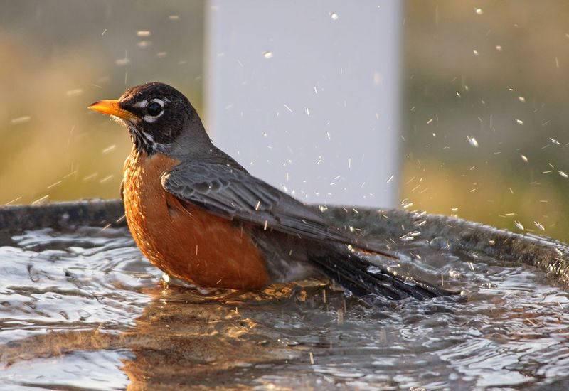 Keep Birdbaths Clean Keep Birdbaths Clean