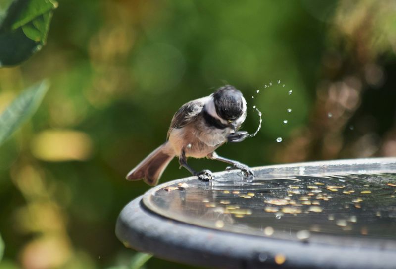 Keep Birds Happy Without Raising Mosquitoes