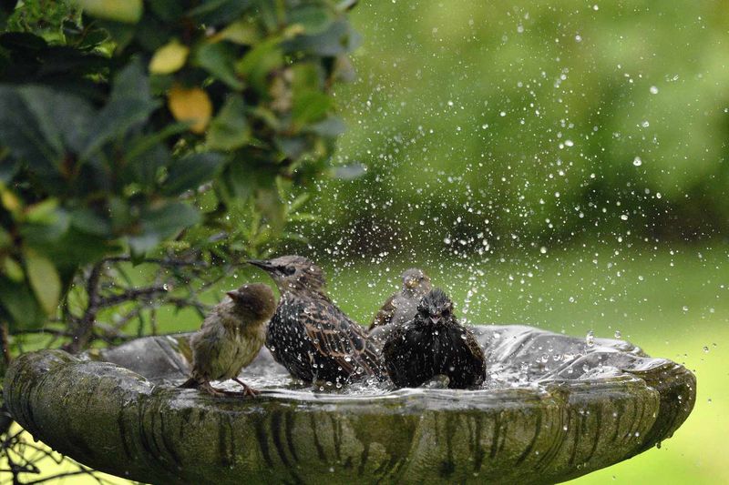 Keep Birds Visiting Without Welcoming Ticks Keep Birds Visiting Without Welcoming Ticks