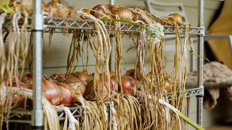 Keep Bulbs Out Of Direct Arizona Sun While Curing Keep Bulbs Out Of Direct Arizona Sun While Curing