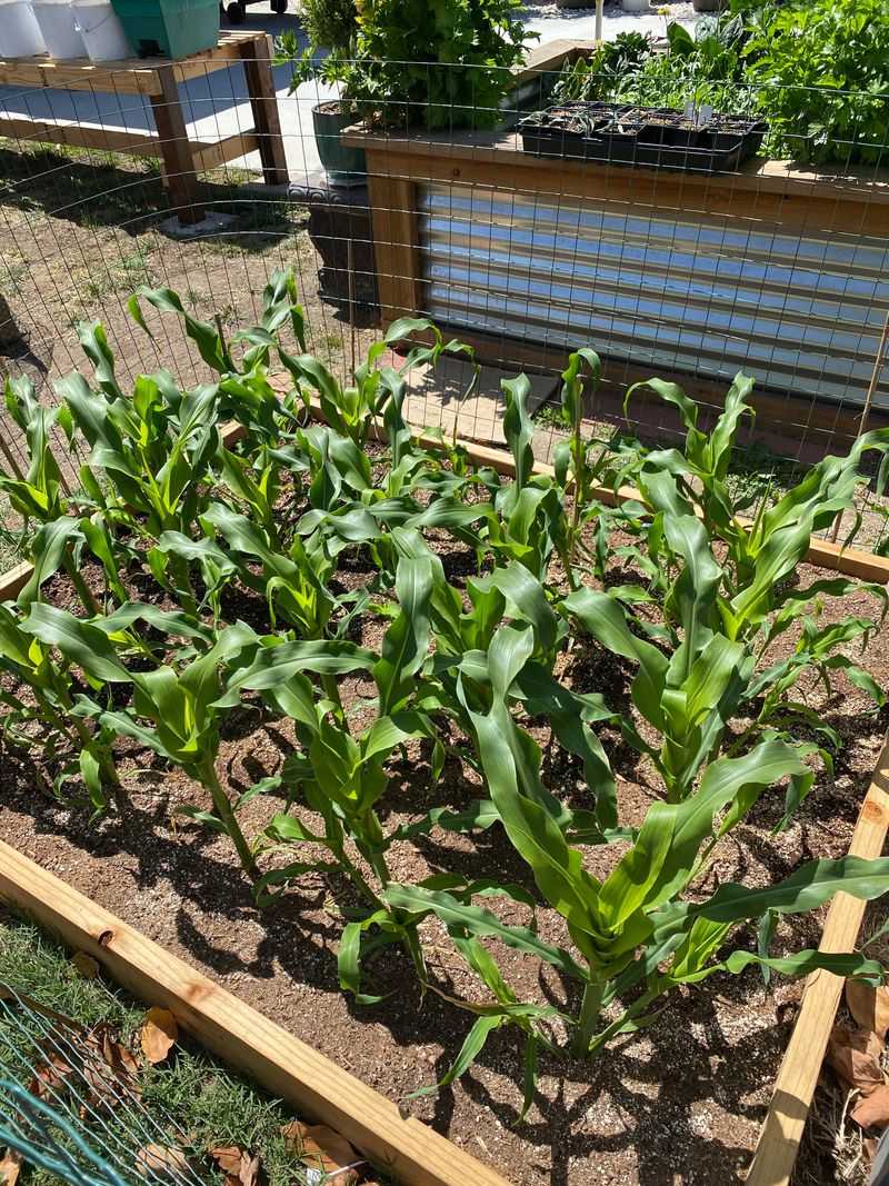 Keep Corn Growing Without Stress