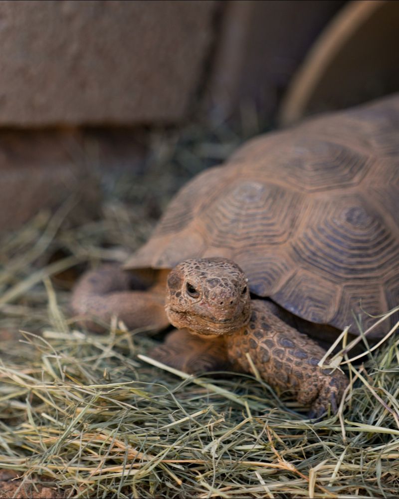 Keep Dogs Away From Desert Tortoises Keep Dogs Away From Desert Tortoises