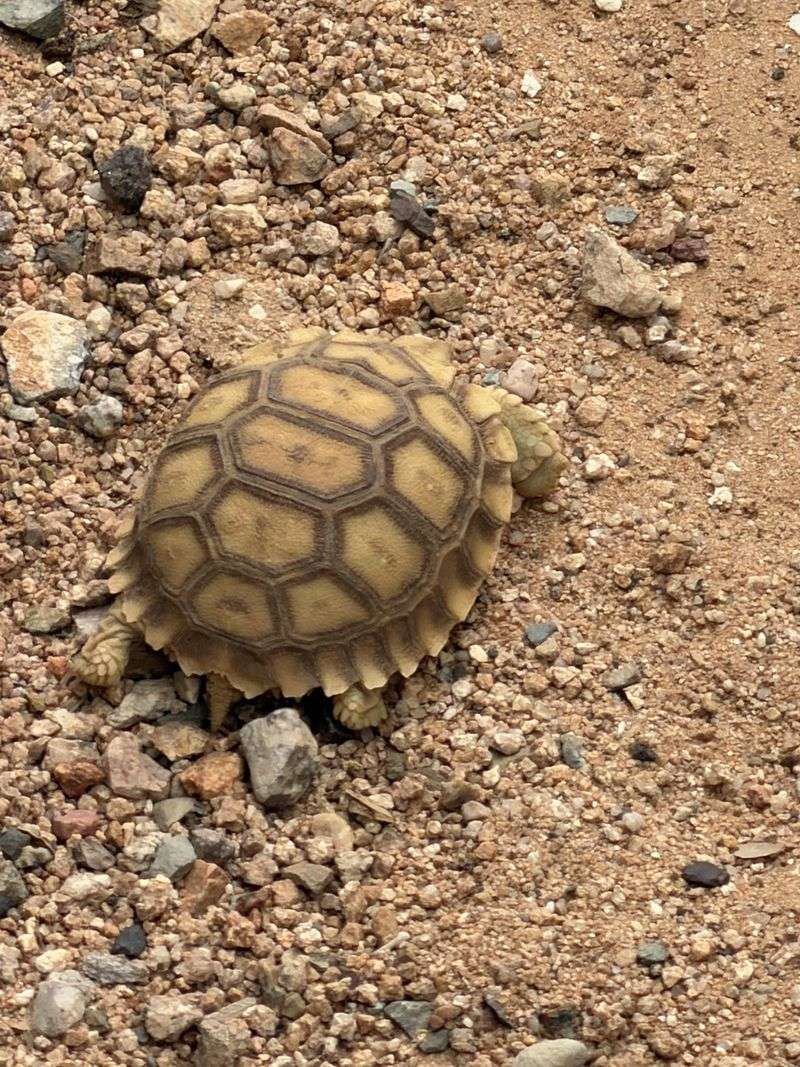 Keep Dogs Away From Tortoises Keep Dogs Away From Tortoises