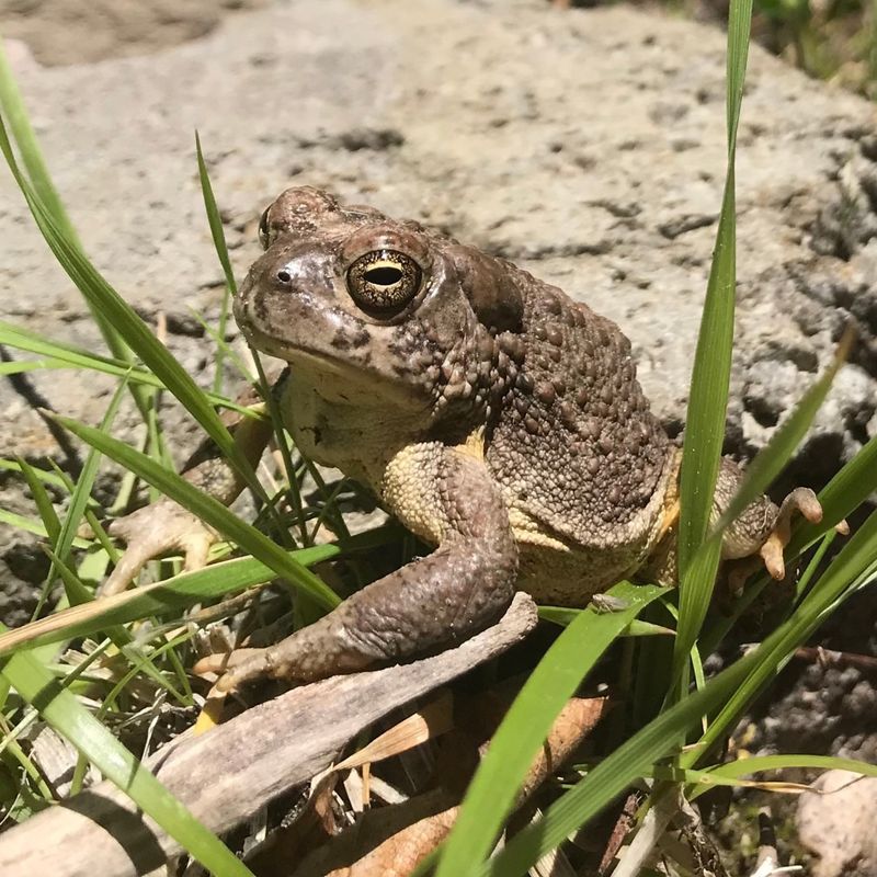 Keep Dogs Away From Wild Toads