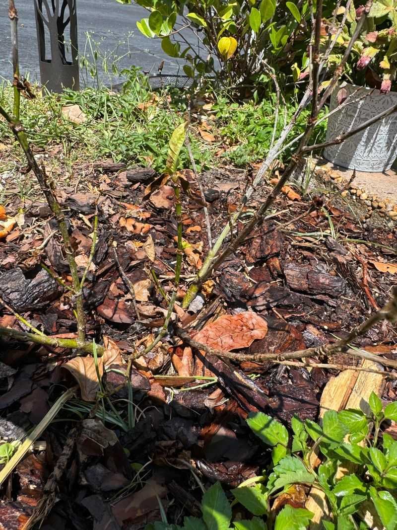 Keep Fallen Leaves Off The Soil Keep Fallen Leaves Off The Soil