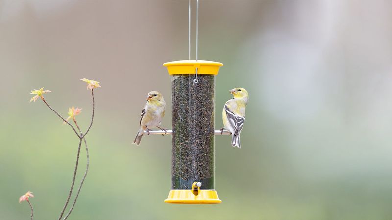 Keep Feeders Clean If You Feed Birds Keep Feeders Clean If You Feed Birds