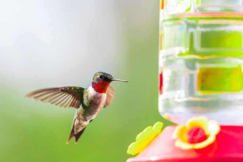 Keep Feeders Clean Without Adding Red Dye