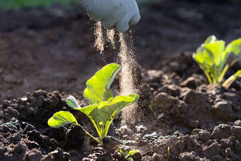 Keep Fertilizer Away From Stems And Leaves