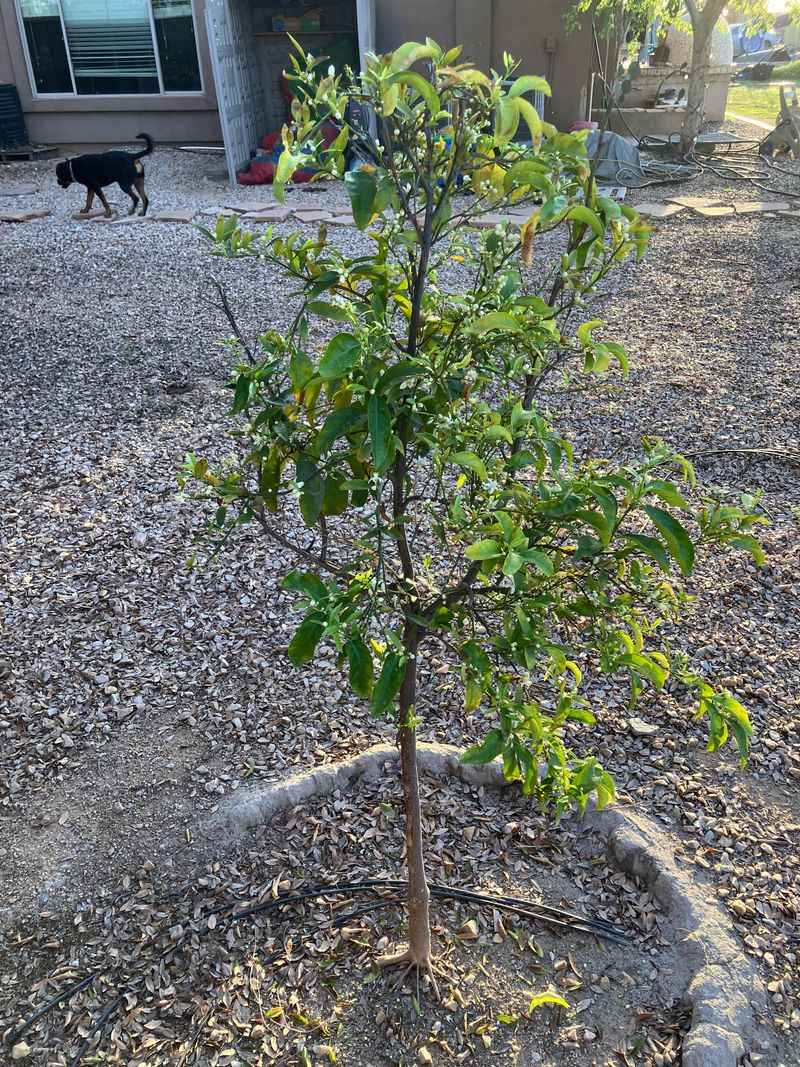 Keep Fertilizer Away From The Tree Trunk