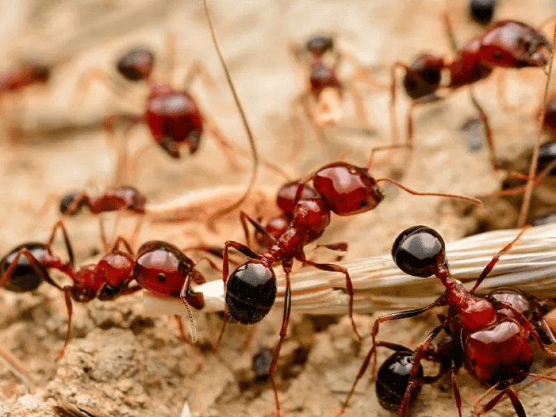 Keep Fire Ant Baits Away From Harvestable Plant Parts Keep Fire Ant Baits Away From Harvestable Plant Parts