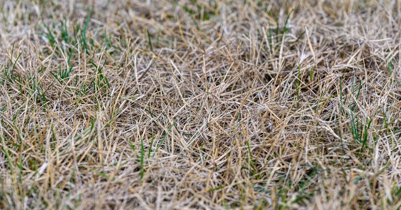 Keep Foot Traffic Off Crispy Turf