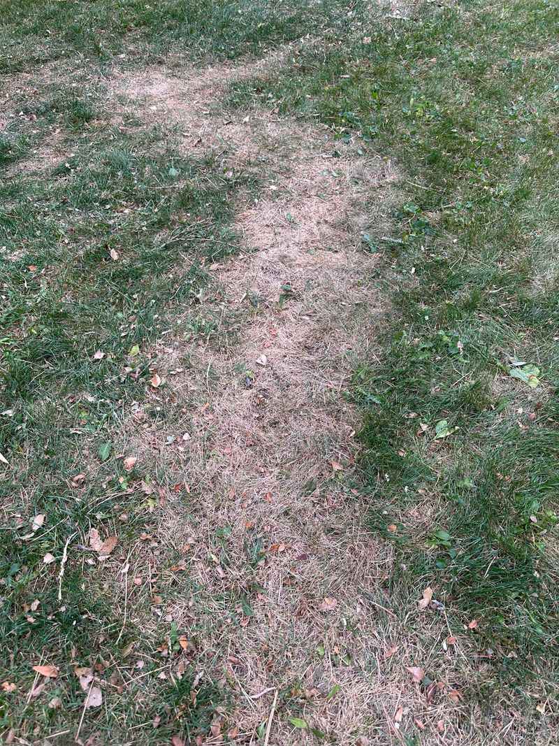 Keep Foot Traffic Off Dormant Grass