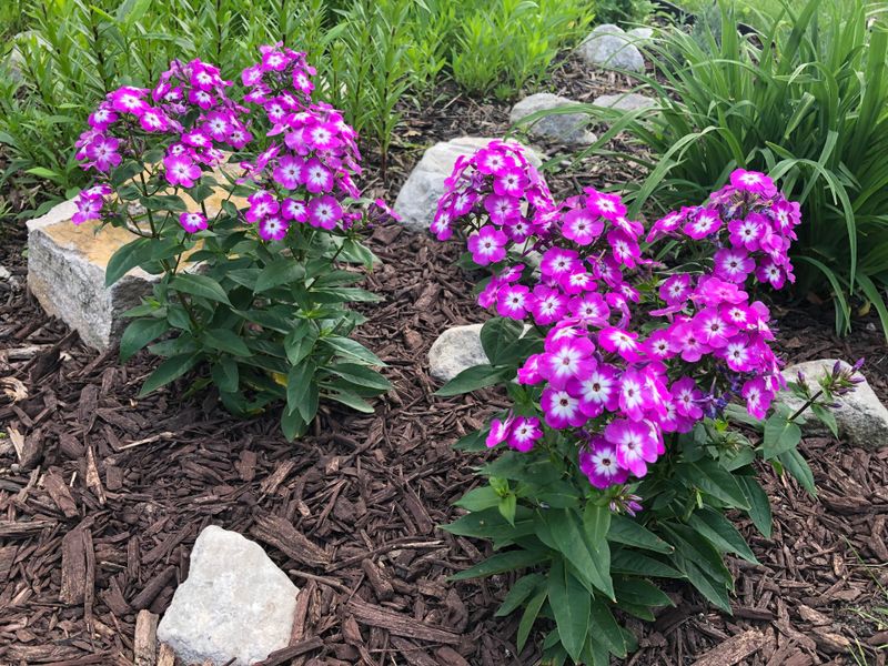 Keep Garden Phlox Blooming Through The Haze Keep Garden Phlox Blooming Through The Haze