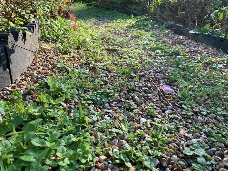 Keep Gravel Deep Enough To Block Sunlight