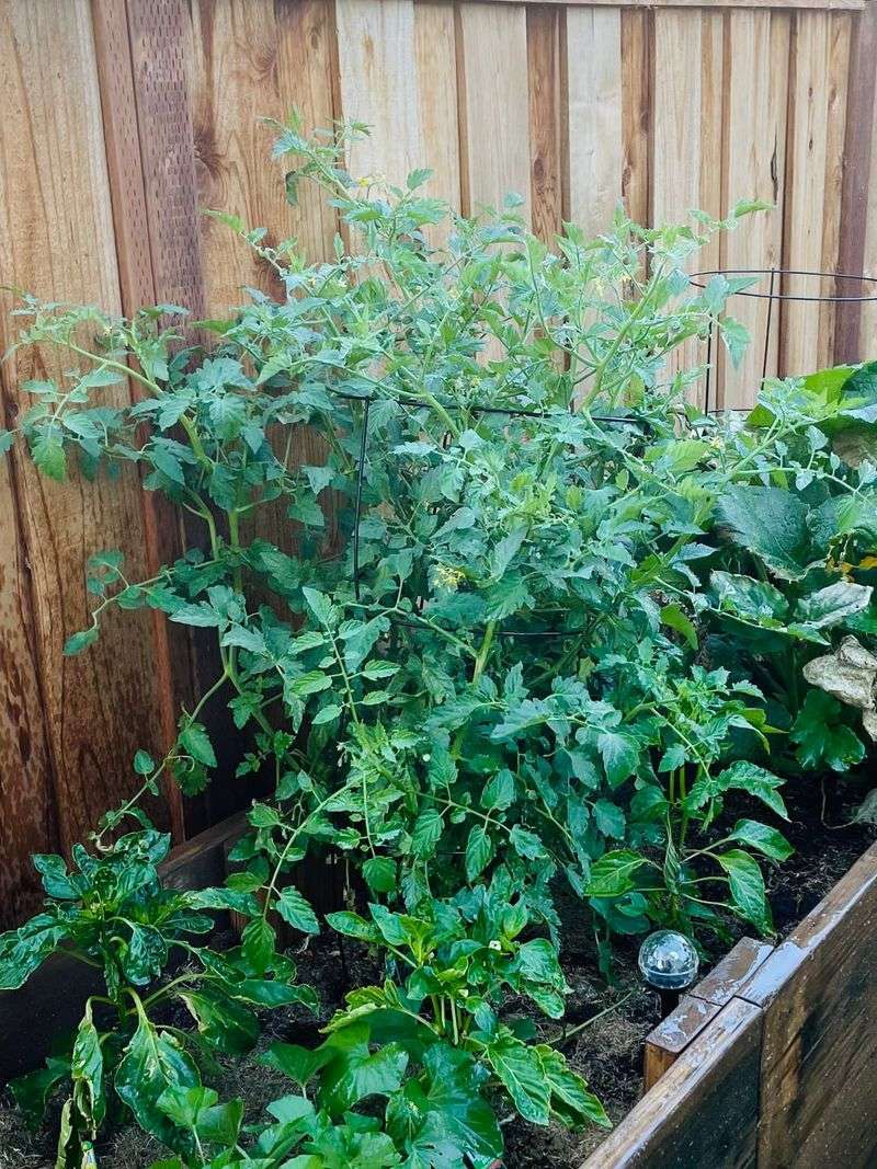 Keep Healthy Leaves To Feed The Tomatoes
