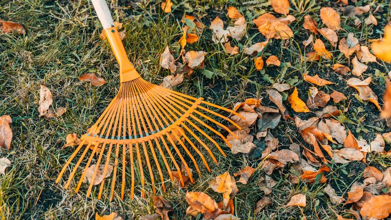 Keep Leaf Litter Away From The Path Keep Leaf Litter Away From The Path