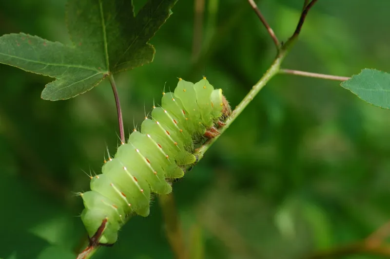 Keep Leaf Litter Where Caterpillars Can Finish Growing Keep Leaf Litter Where Caterpillars Can Finish Growing