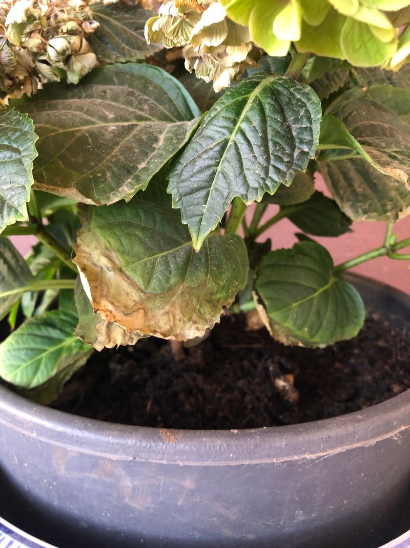 Keep Leaves Dry During Hot Afternoons