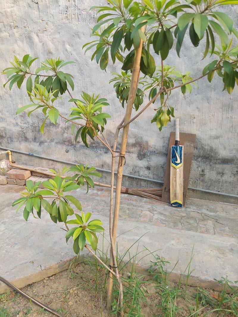 Keep Lower Branches For Trunk Shade