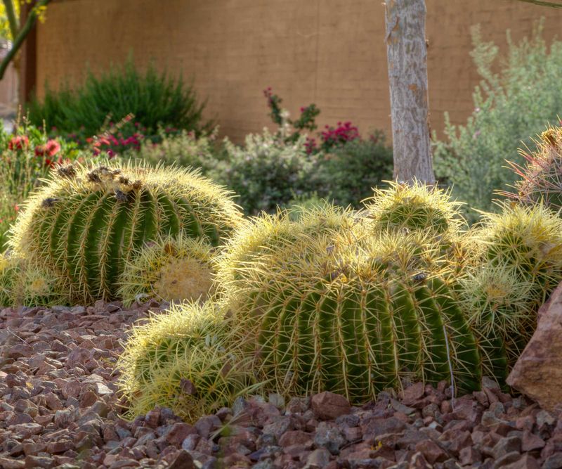 Keep Mulch Away From Plant Crowns Keep Mulch Away From Plant Crowns