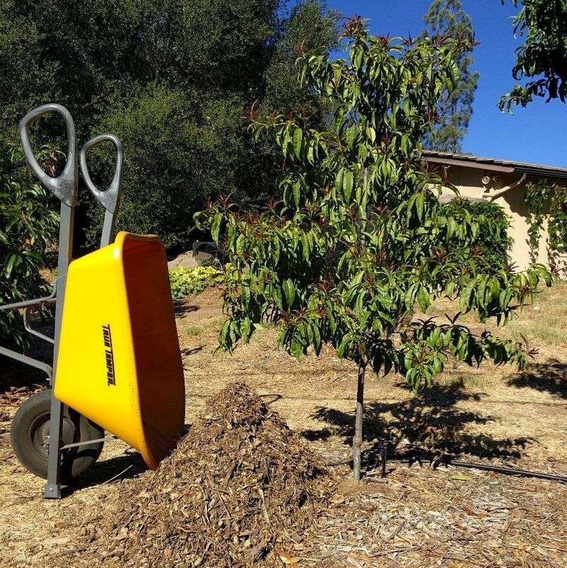 Keep Mulch Away From The Trunk