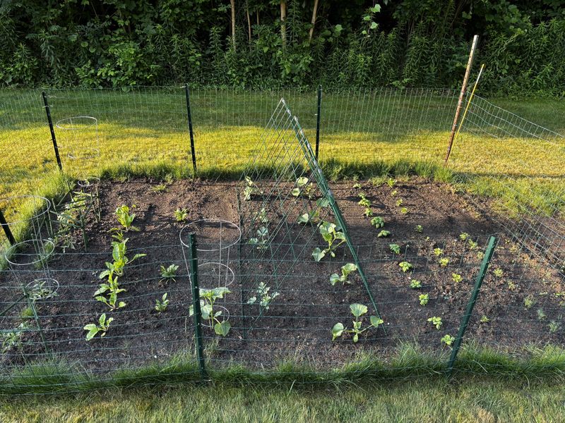 Keep Mulch Off Stems