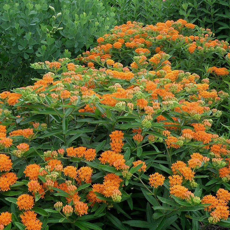 Keep Native Plants And Choose Them Carefully Keep Native Plants And Choose Them Carefully