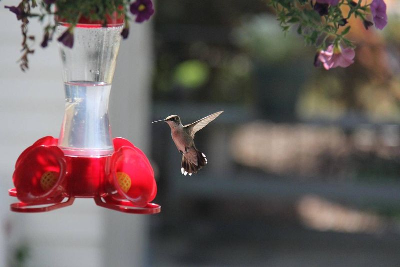 Keep Nectar Fresh While Late Migrants Refuel Keep Nectar Fresh While Late Migrants Refuel