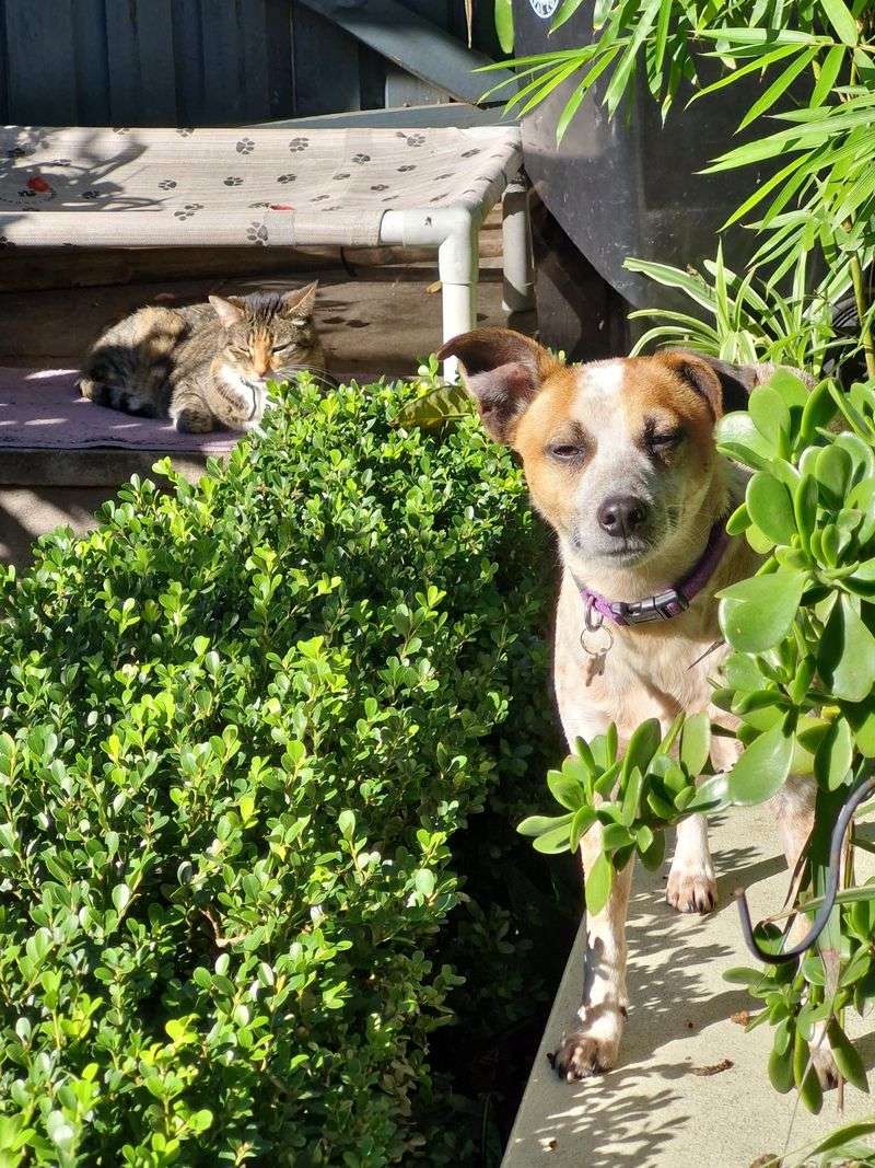 Keep Outdoor Pets Away From Nesting Areas Keep Outdoor Pets Away From Nesting Areas