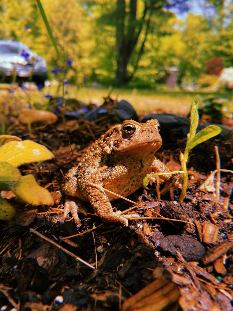 Keep Parts Of The Yard Undisturbed