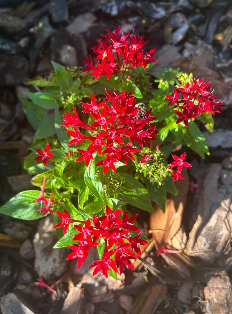 Keep Pentas In Sun With Good Drainage Keep Pentas In Sun With Good Drainage