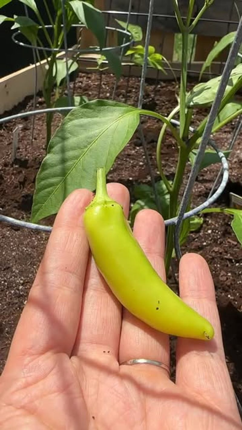 Keep Pepper Plants Strong During July And August Keep Pepper Plants Strong During July And August