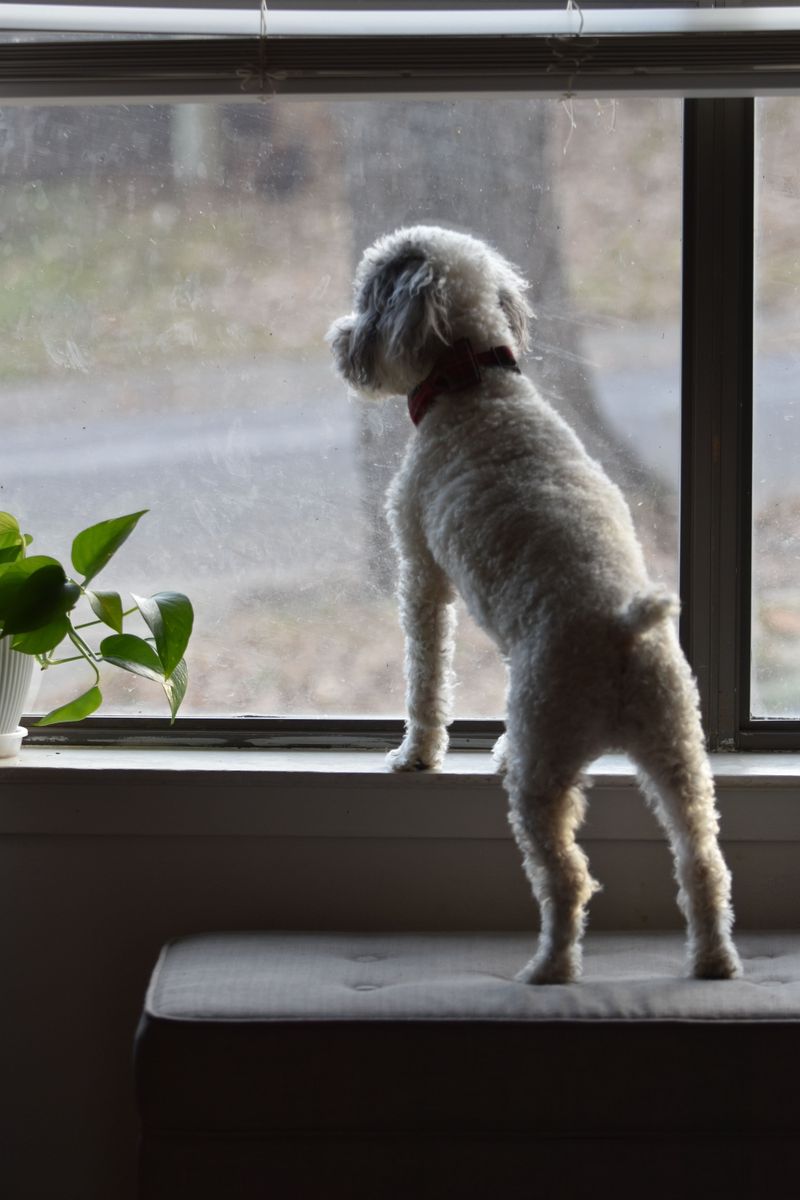 Keep Pets And Kids Indoors During Smoky Conditions
