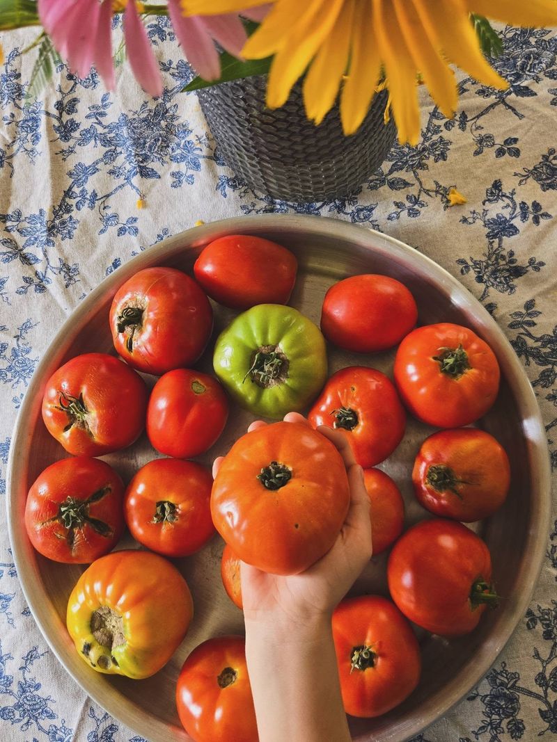 Keep Picked Tomatoes Out Of The Refrigerator