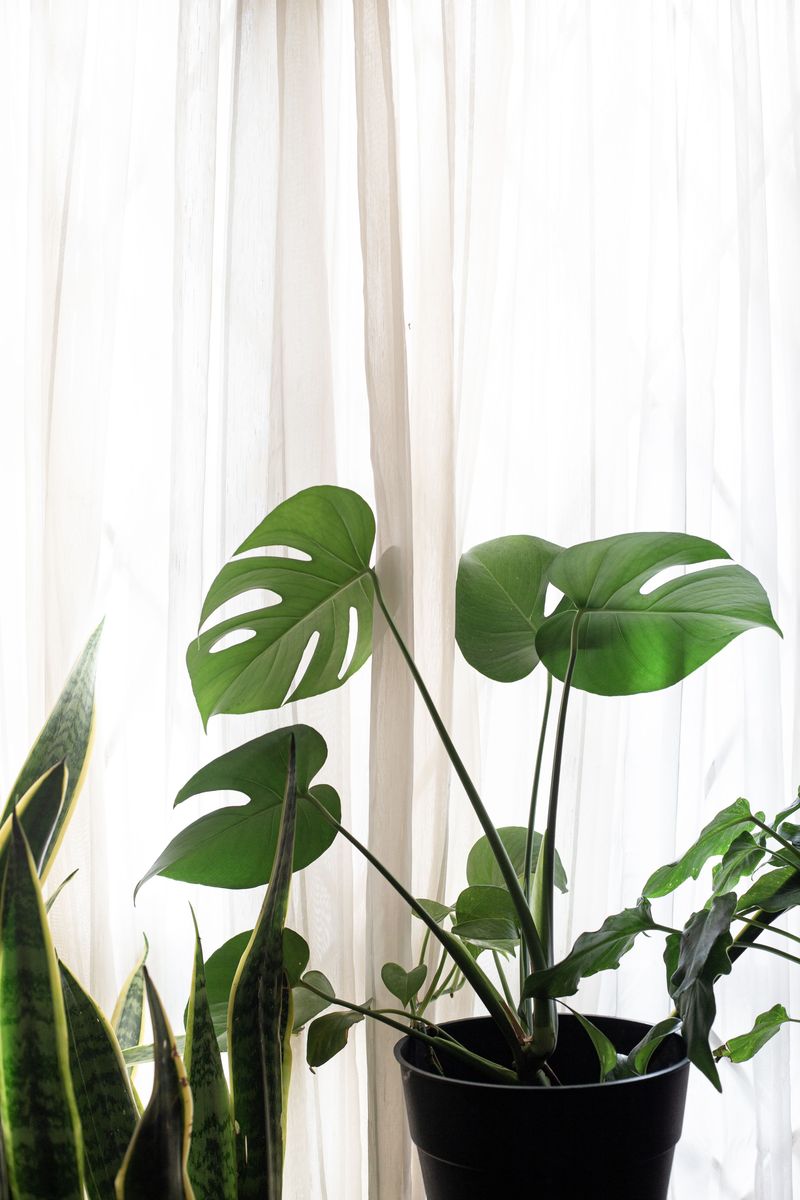 Keep Plants Away From Air Vents Keep Plants Away From Air Vents
