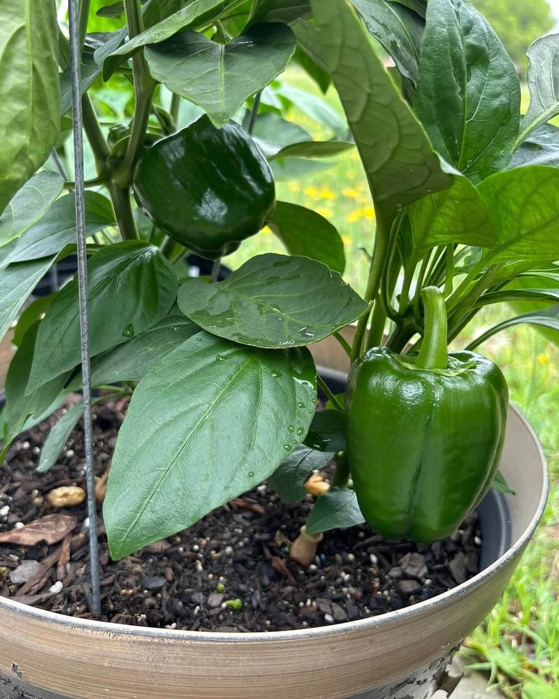 Keep Plants Healthy Until First Frost Keep Plants Healthy Until First Frost