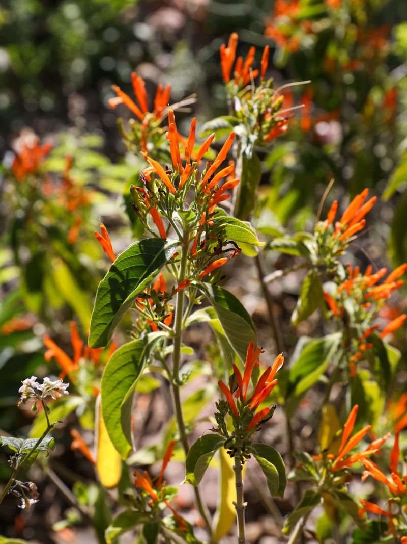Keep Pruning Light Until Cooler Weather Returns