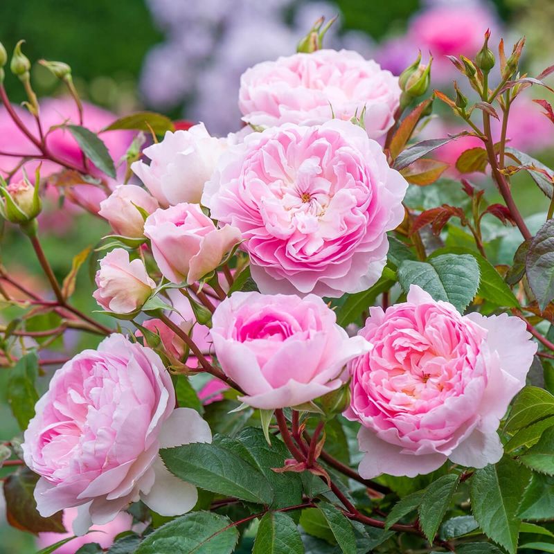 Keep Repeat Bloomers On A Steady Rhythm Keep Repeat Bloomers On A Steady Rhythm