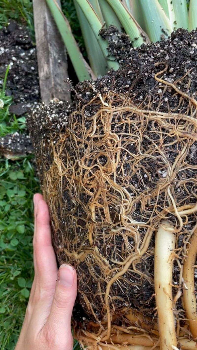 Keep Roots Crowded But Not Strangled
