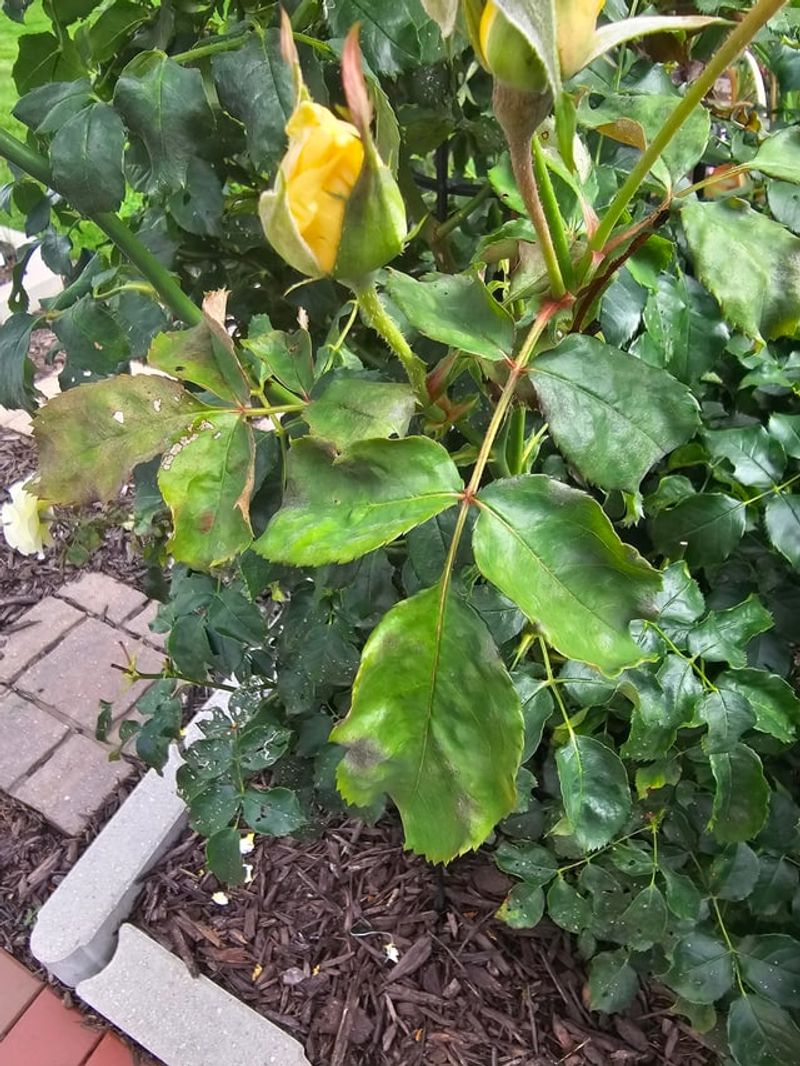 Keep Rose Leaves Dry When Possible Keep Rose Leaves Dry When Possible