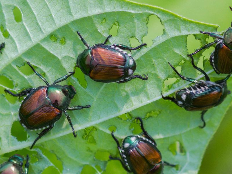 Keep Scouting Japanese Beetles Through July Keep Scouting Japanese Beetles Through July