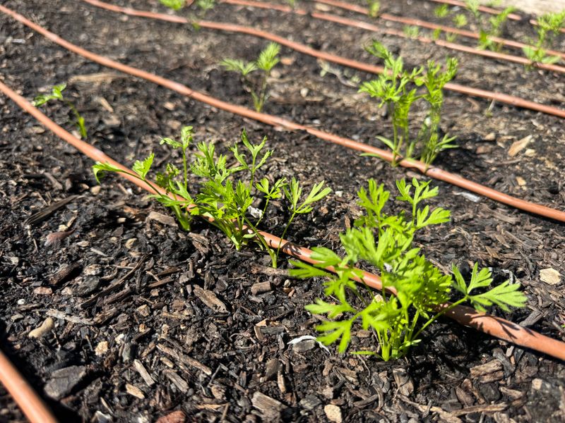 Keep Seedbeds Moist Until Sprouting Keep Seedbeds Moist Until Sprouting
